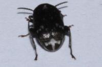 Bruchus pisorum