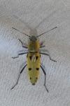 Chlorophorus glabromaculatus