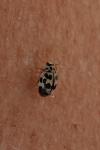 Oenopia conglobata
