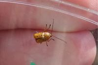 Cryptocephalus octomaculatus