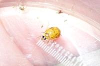 Adalia decempunctata