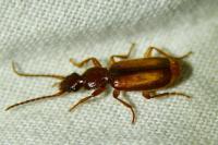 Polistichus connexus