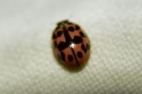 Oenopia conglobata