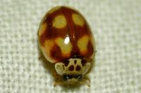 Adalia decempunctata