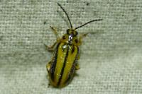 Xanthogaleruca luteola