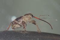 Curculio elephas