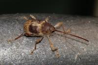 Curculio elephas