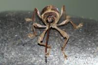 Curculio elephas