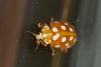 Halyzia sedecimguttata