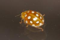Halyzia sedecimguttata