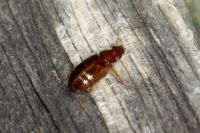 Bradycellus