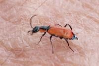 Anthocomus rufus
