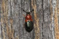 Necrobia ruficollis