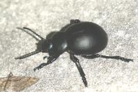 Timarcha tenebricosa