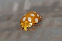 Halyzia sedecimguttata