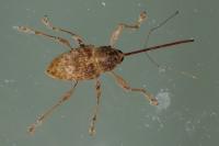 Curculio elephas