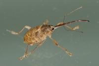 Curculio elephas