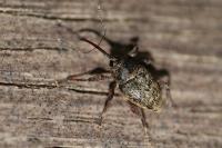 Curculio