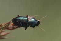 Harpalus