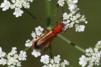Rhagonycha fulva