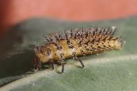 Henosepilachna argus