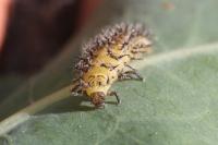Henosepilachna argus