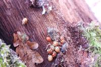Harmonia axyridis