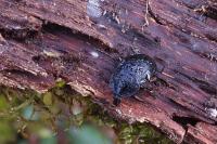 Phosphuga atrata