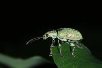 Phyllobius argentatus