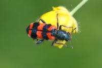 Trichodes alvearius