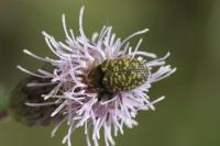 Larinus turbinatus