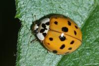 Harmonia axyridis