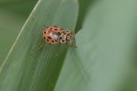 Anisosticta novemdecimpunctata