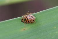Anisosticta novemdecimpunctata