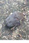 Netocia morio