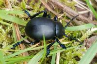 Timarcha tenebricosa