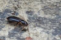 Paranchus albipes