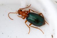 Brachinus