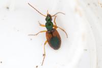 Anchomenus dorsalis