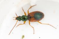 Anchomenus dorsalis