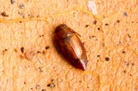 Anthobium unicolor