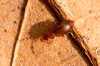 Anthobium unicolor