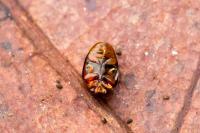 Stilbus testaceus