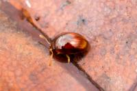 Stilbus testaceus