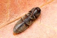 Agriotes