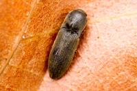 Agriotes