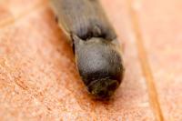 Agriotes