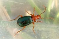 Brachinus crepitans
