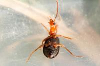 Brachinus crepitans