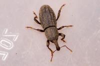Mitoplinthus caliginosus